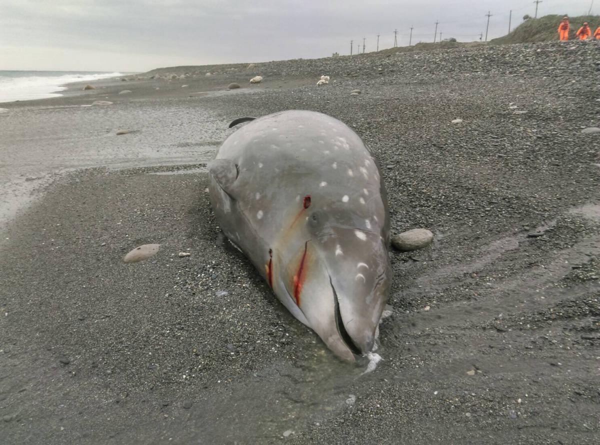 15日在花蓮發生一起懷孕柯氏喙鯨擱淺在海岸上。 海洋保育署/提供