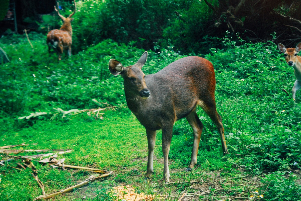 鄒族獵人協會考核的合格獵人將會遵守狩獵自主管理，讓山林野生動物資源能永續經營使用。 資料照片 flickr_can185-way