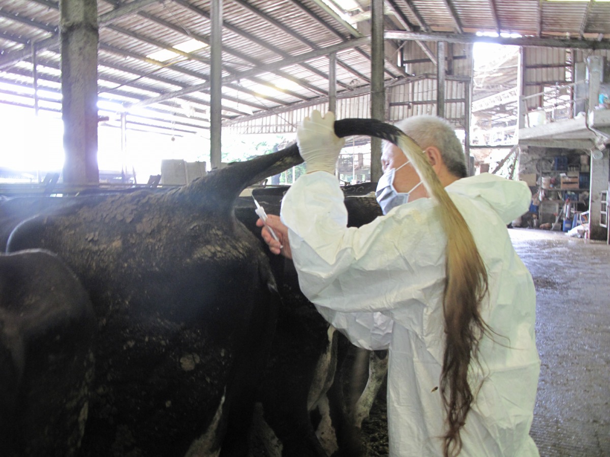 結核病為人畜共通傳染病，牧場必須做好防疫工作。 新北市動保處/提供