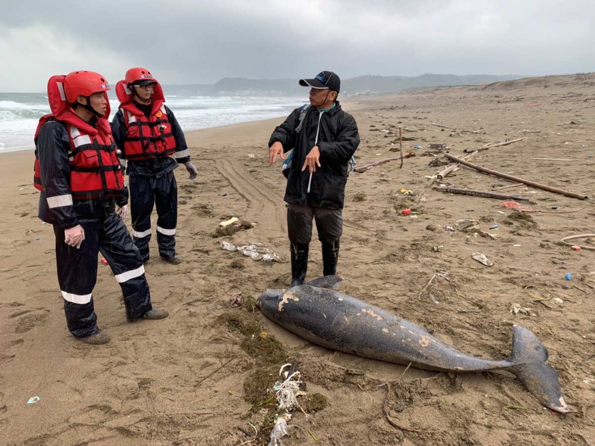 一級保育類動物江豚被發現陳屍在老梅沙灘上。 第二岸巡隊/提供