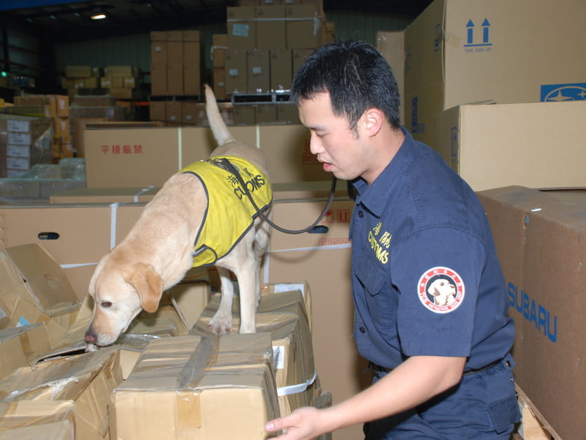 國內培訓緝毒犬10年來一共累積查獲8400公斤毒品。 取自/海關緝毒犬培訓中心