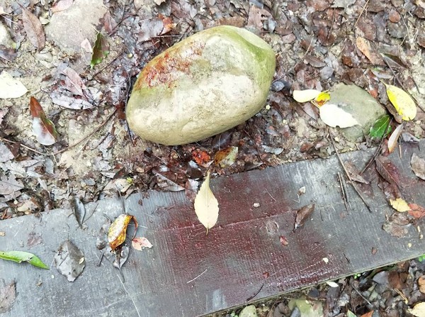 彰化社頭十八彎古道驚傳水鹿遭到獵殺。 取自/臉書社頭人俱樂部