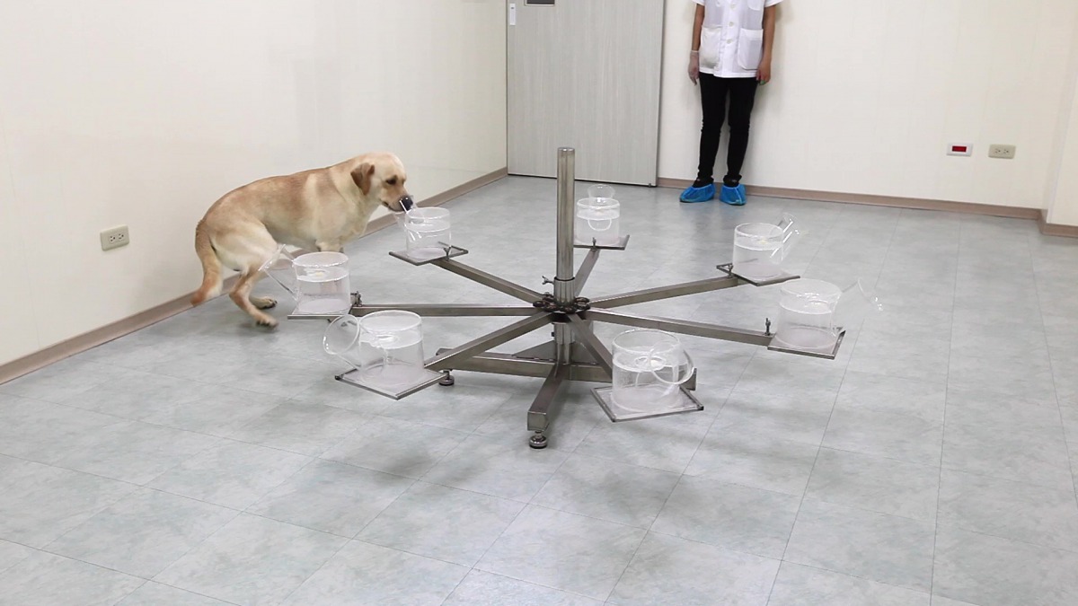 受過訓練的嗅癌犬可以透過癌症患者的尿液來檢測是否罹患癌症。精准生技 /提供