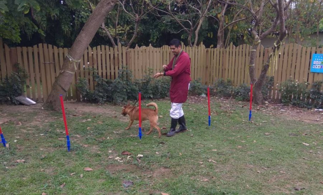 動物之家新設置的運動器材可以讓浪浪們有機會運動到。 新北市動保處/提供