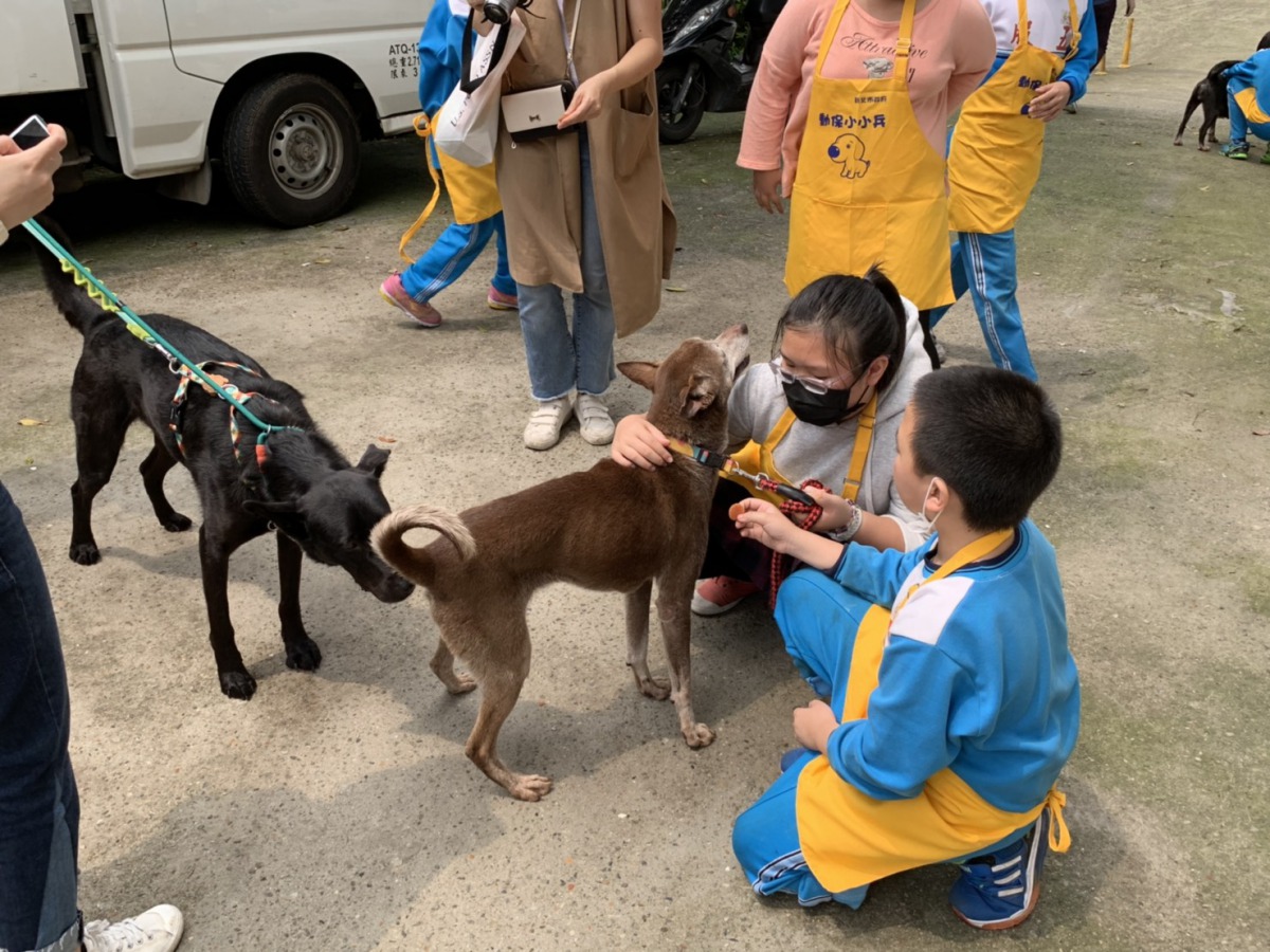 五股國小的學生們在兒童節當天到五股動物之家與浪浪們近距離互動。 新北市動保處/提供