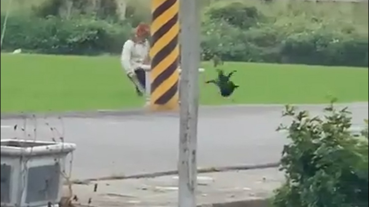 一隻黑色幼犬闖入稻田後遭農民用腳踢飛驅趕。 台灣動物緊急救援小組/提供