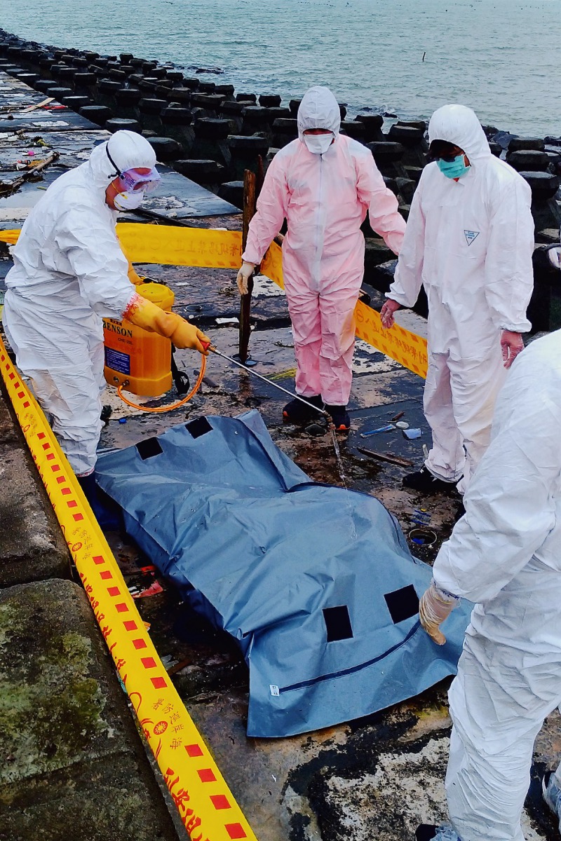 馬祖南竿發現了一頭海漂死豬，防檢疫人員到場處理後確診為非洲豬瘟陽性。 防檢局/提供