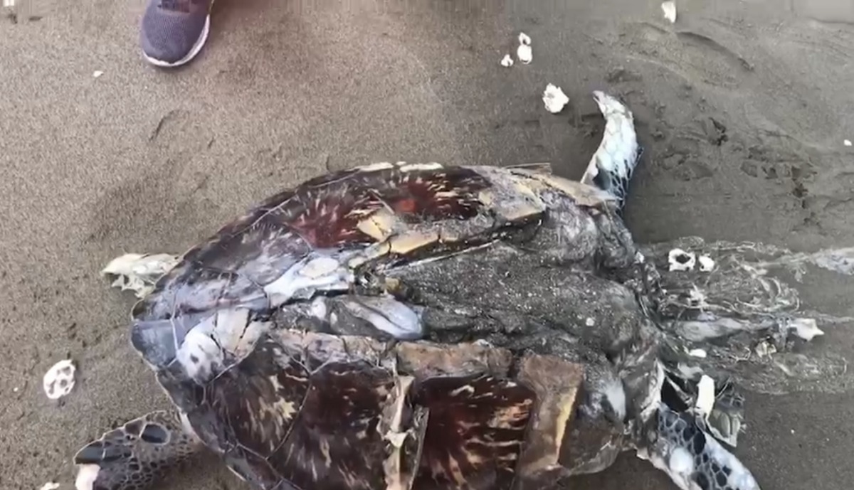 岸巡人員在八里海岸發現一隻疑似遭螺旋槳擊斃的保育類綠蠵龜。 第八岸巡隊/提供