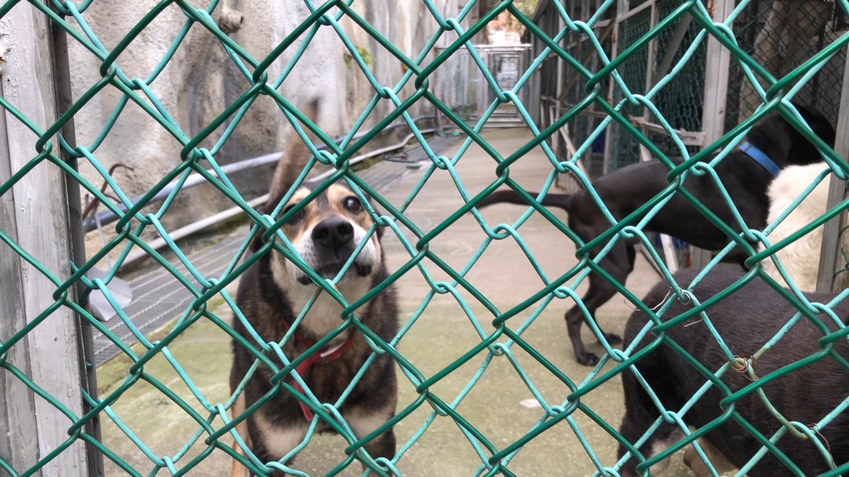 朝陽科技大學狗舍將要拆除，動保社的學生們希望狗狗們可以找到一個溫暖的家。 朝陽動保社/提供