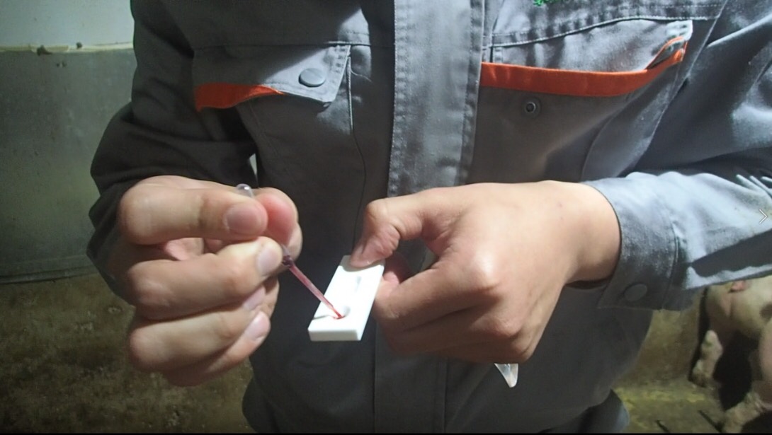 凌越生醫研發出非洲豬瘟診斷試劑，可以當場檢出豬隻是否感染非洲豬瘟。 凌越生醫/提供