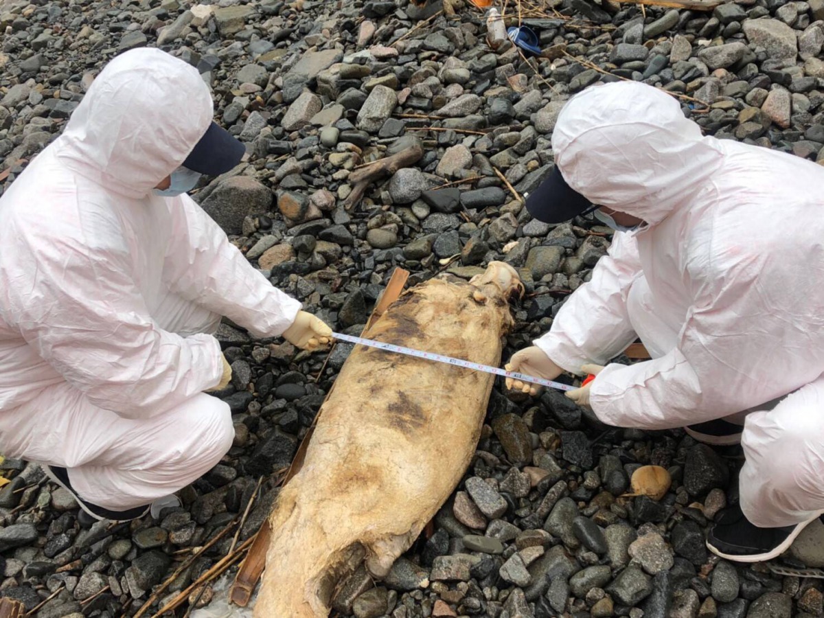 13日下午在馬祖東引發現到死亡多時的江豚。 馬祖岸巡隊/提供