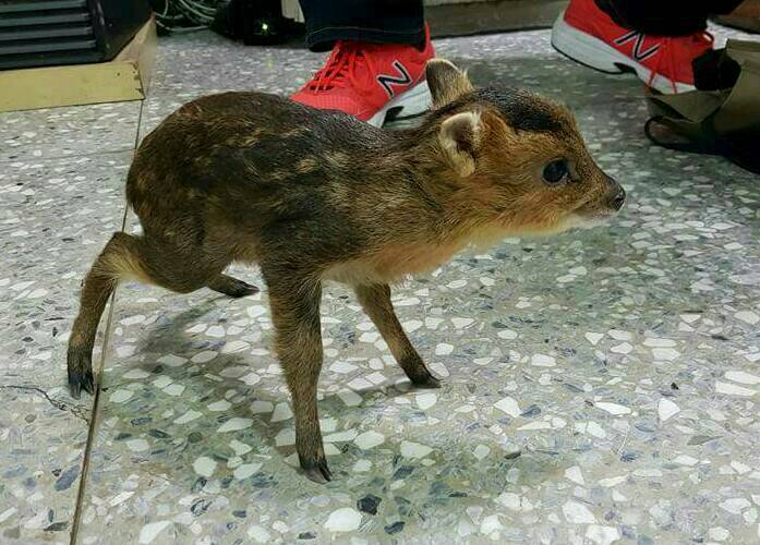 許姓婦人在南庄山區拾獲一隻小山羌。 苗栗縣動物防疫所/提供