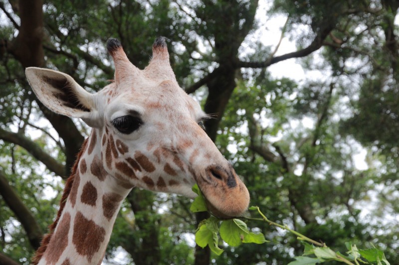 六福村4歲的長頸鹿「宵璋」4月初因胃內寄生蟲與吸入性肺炎死亡。 六福村/提供