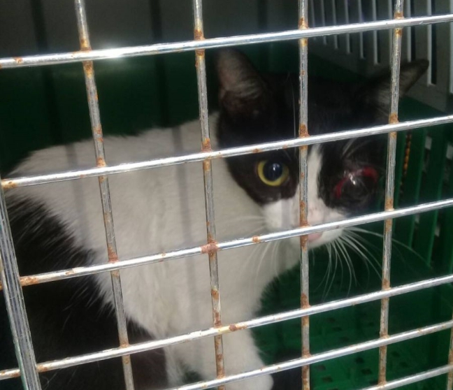 眼睛受傷的貓咪，透過愛心認養小棧找到了溫暖的家。 新北市動保處/提供