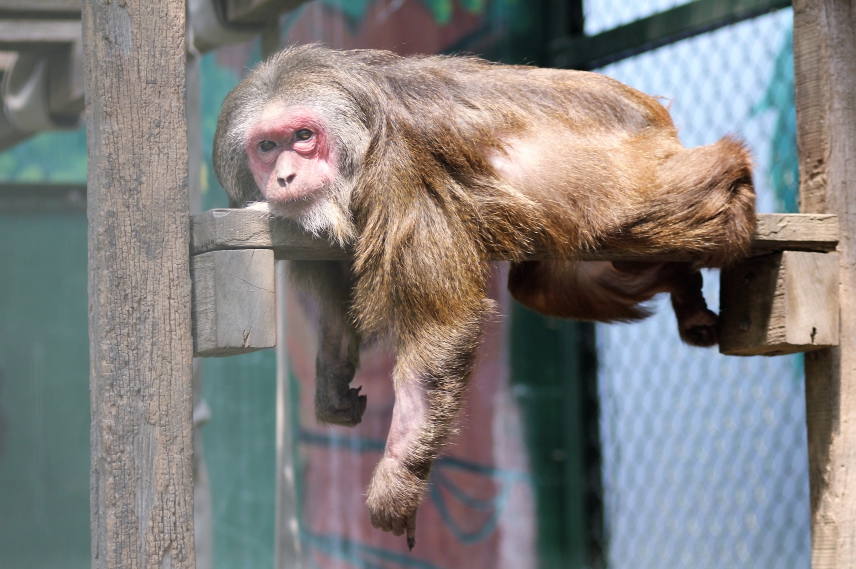 壽山動物園舉辦「臉紅不代表害羞」教育推廣活動,介紹截尾獼猴。 翻攝/壽山動物園