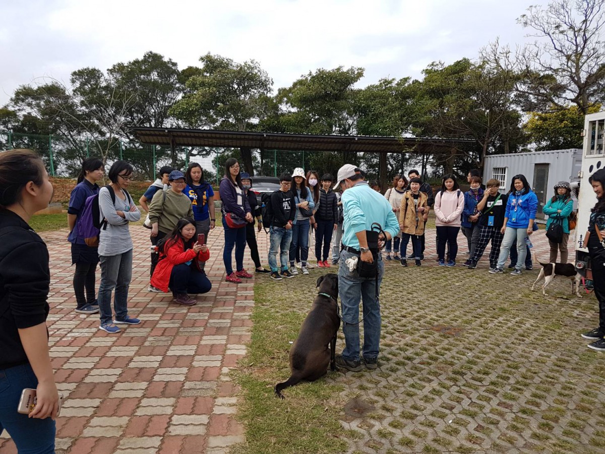 在遊客面前展示如何訓練犬隻社會化。 台中市動保處/提供