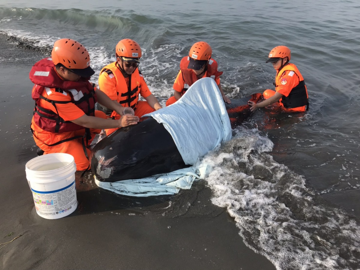 岸巡人員以濕布覆蓋擱淺的領航鯨，並灑水保濕、降溫。第十一岸巡隊/提供