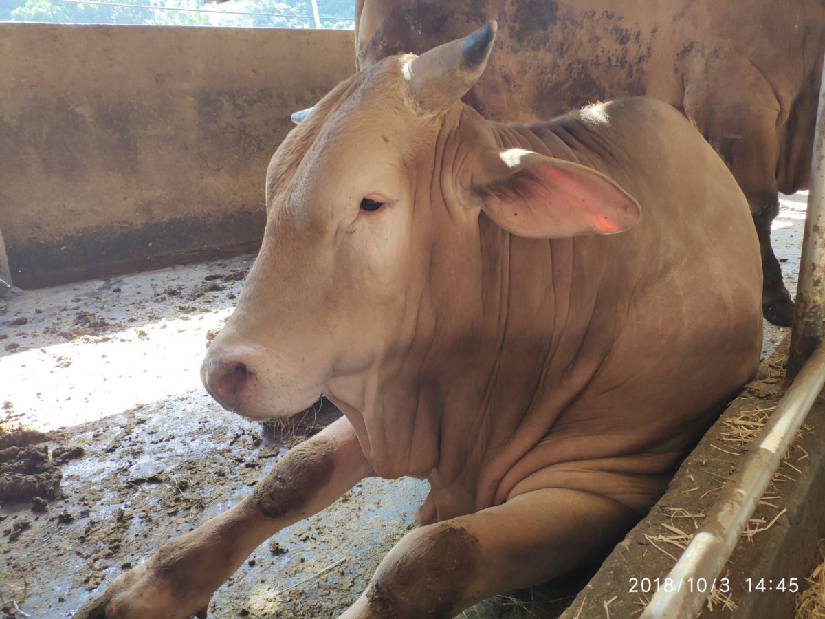新竹縣爆出養牛戶在牛隻屠宰前強灌水增重，以獲取不法暴利。 新竹縣家畜防治所/提供