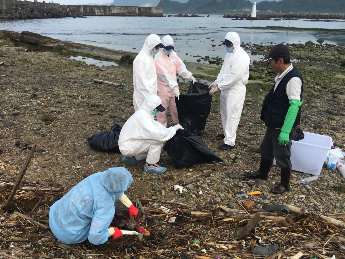 海巡人員發現2隻動物屍體，隨即啟動防疫機制，避免是死亡豬隻。 第二岸巡隊/提供