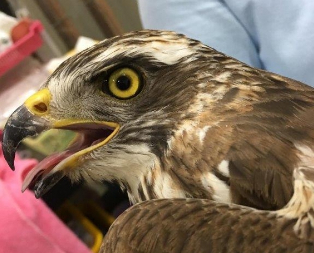 金門縣野生動物救援暨保育協會救援受困金門機場防治鳥網的灰面鵟鷹。 金管處/提供