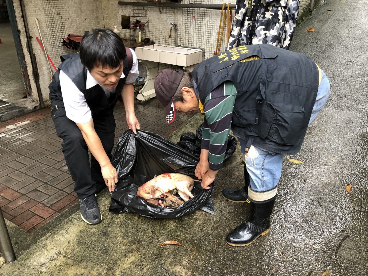 基隆市動保所查獲一名男子獵捕山羌並公然宰殺，對此依法開罰6萬元。 基隆市動保所/提供