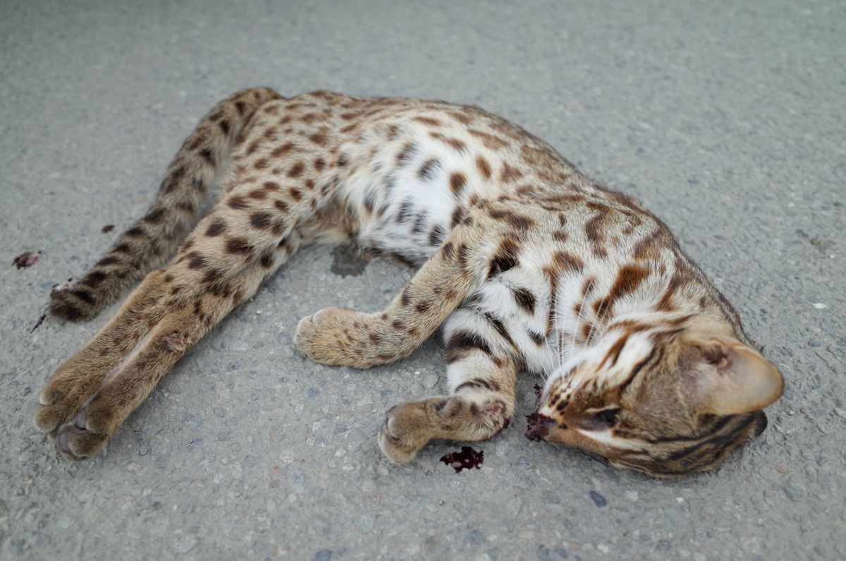 苗栗縣今年已發生6起石虎路殺的憾事，因此盡速推動成立「石虎生態保育園區」 資料照片 貓徑地圖王小明/提供