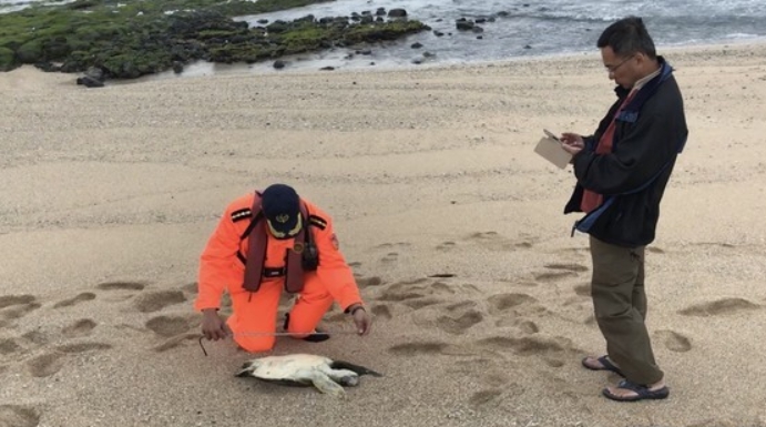 日前澎湖客宮廟岸際有一隻擱淺死亡的綠蠵龜。 岸巡七總隊/提供