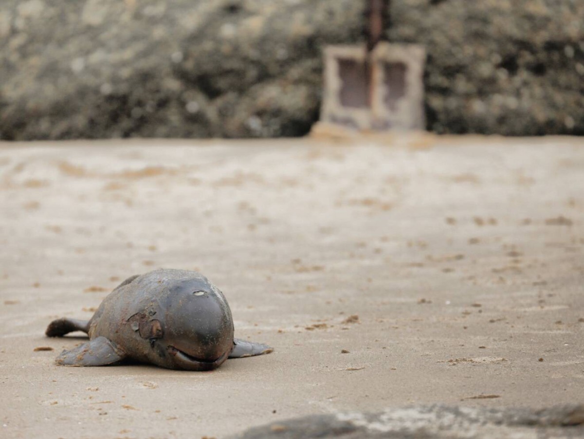體長約66公分的江豚寶寶被發現陳屍在金門新湖漁港岸際。 第九岸巡隊/提供