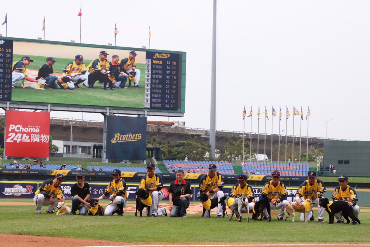 中信兄弟先發球員帶著台中動物之家的流浪犬們進到球場。 台中市動保處/提供