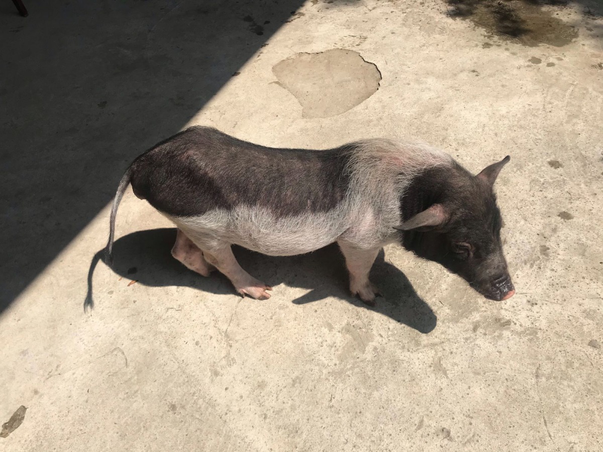 汐止區傳出有民眾飼養的麝香豬在逛大街，動保處獲報後進行安置。 新北市動保處/提供