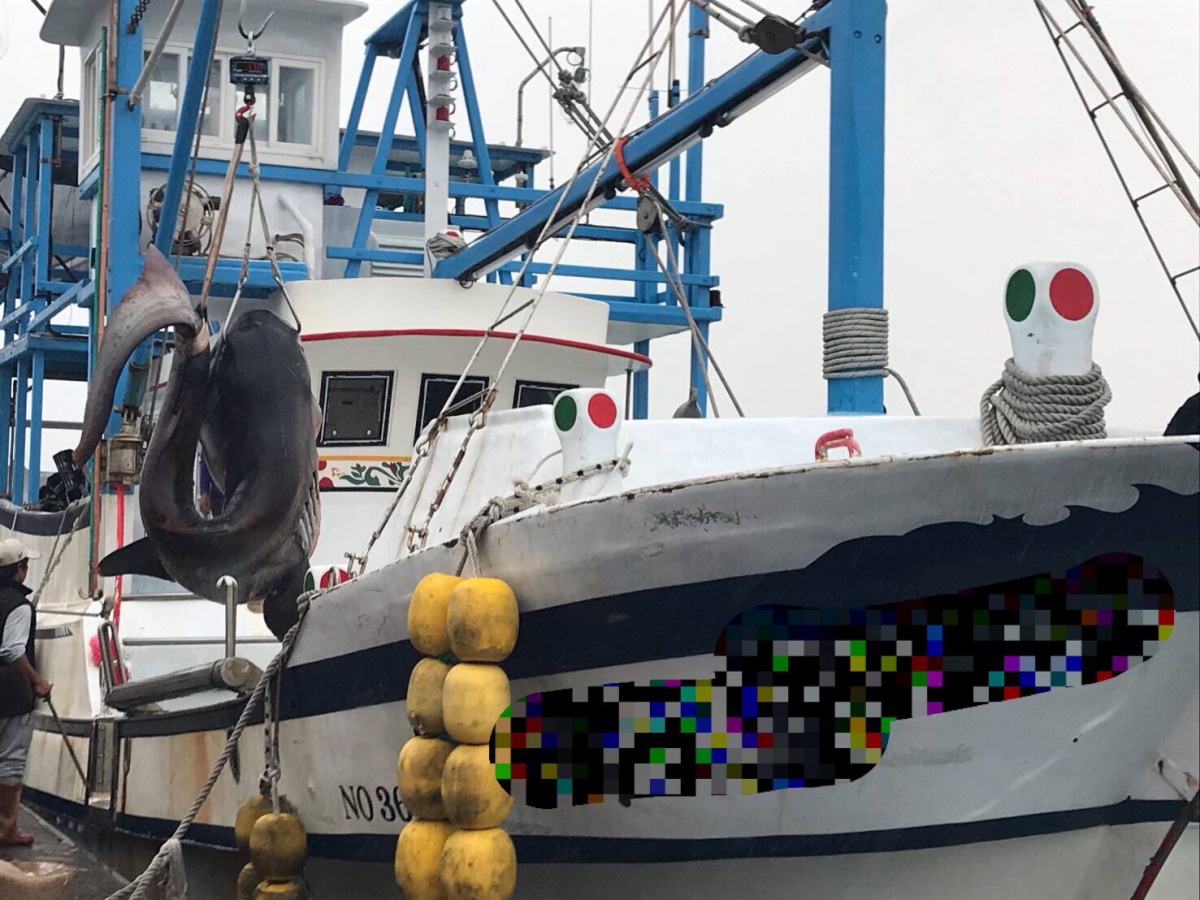 漁船捕獲重達612公斤的巨口鯊。 第十二岸巡隊/提供