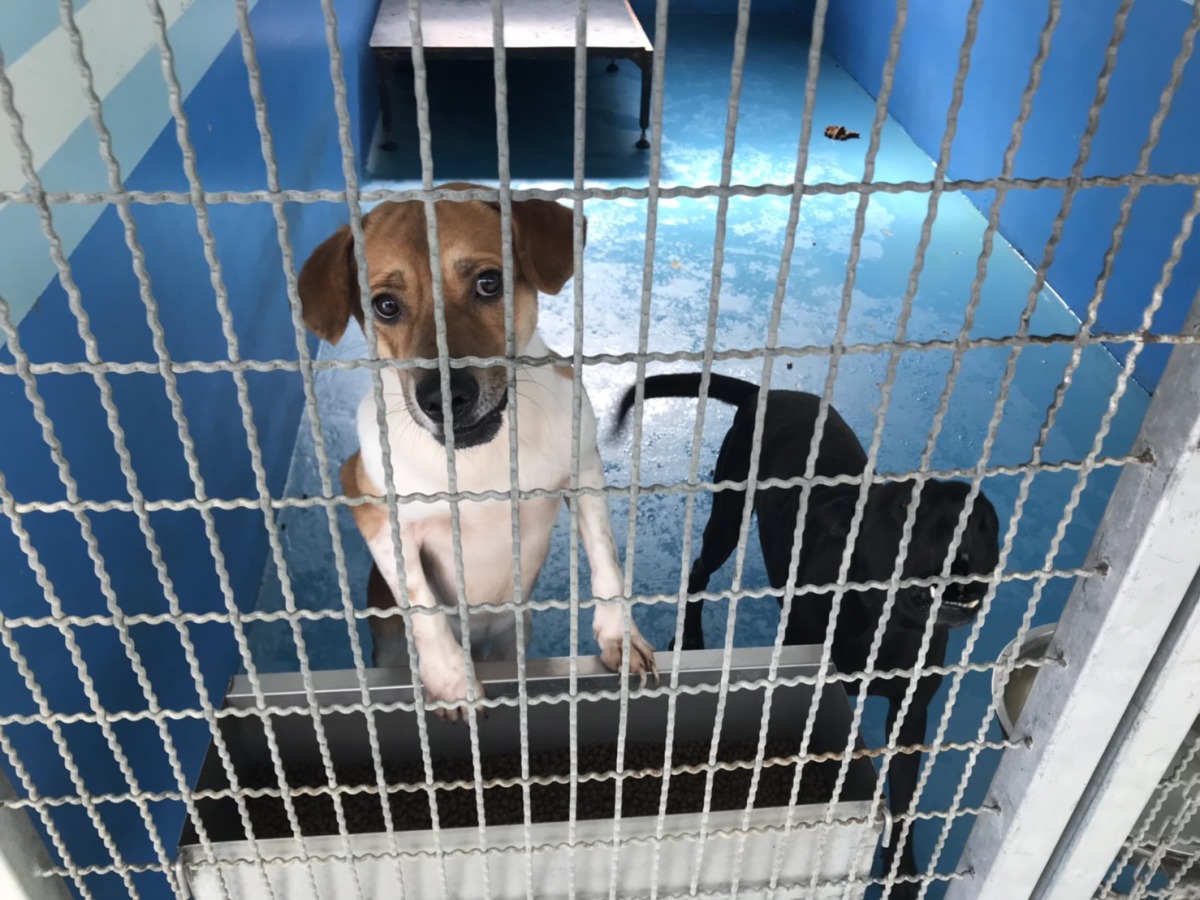 新建好的苗栗收容所給予流浪動物完善的收容空間。 姚崇仁/攝