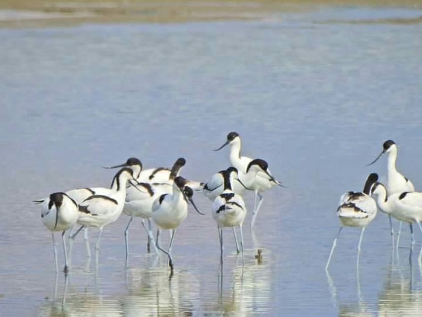 高雄永安濕地吸引許多鷸鴴科鳥類前來覓食。圖為反嘴鴴 永安濕地解說教育中心/提供