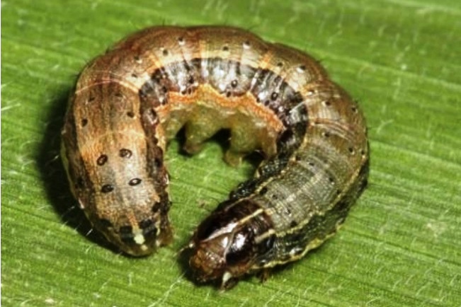 被列為重要農業害蟲的秋行軍蟲已於中國擴散，國內嚴正以待。 取自/Africanfarming