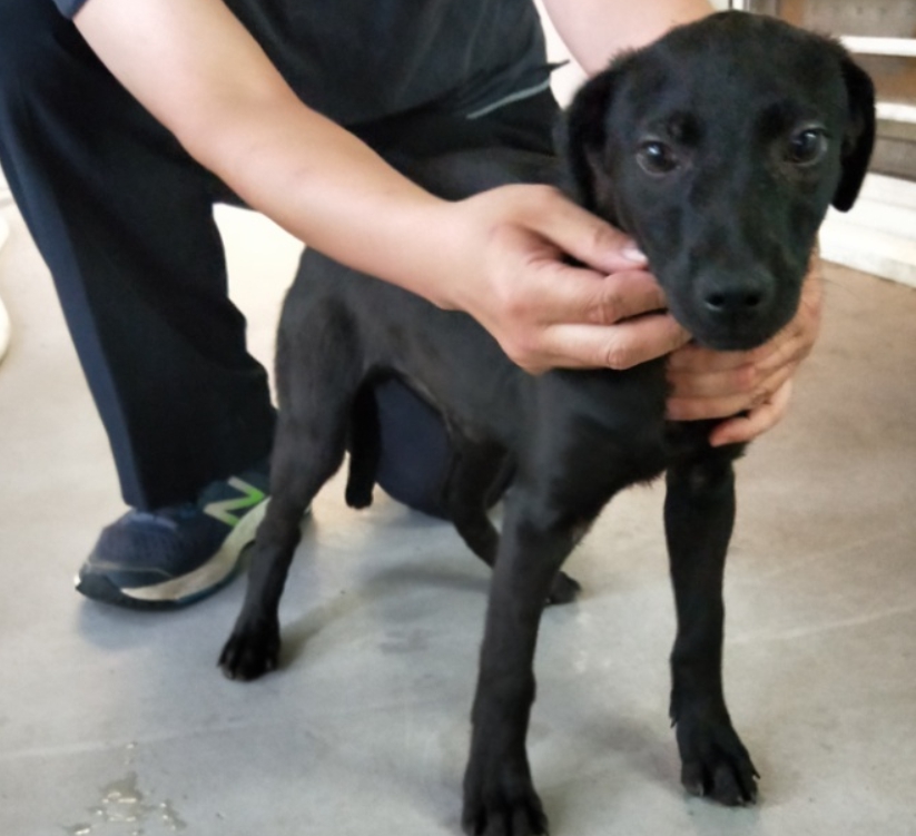 從鬼門關前被動保處就回來的黑色幼犬正在五股動物之家等家。(圖為個性活潑「小黑弟」) 新北市動保處/提供