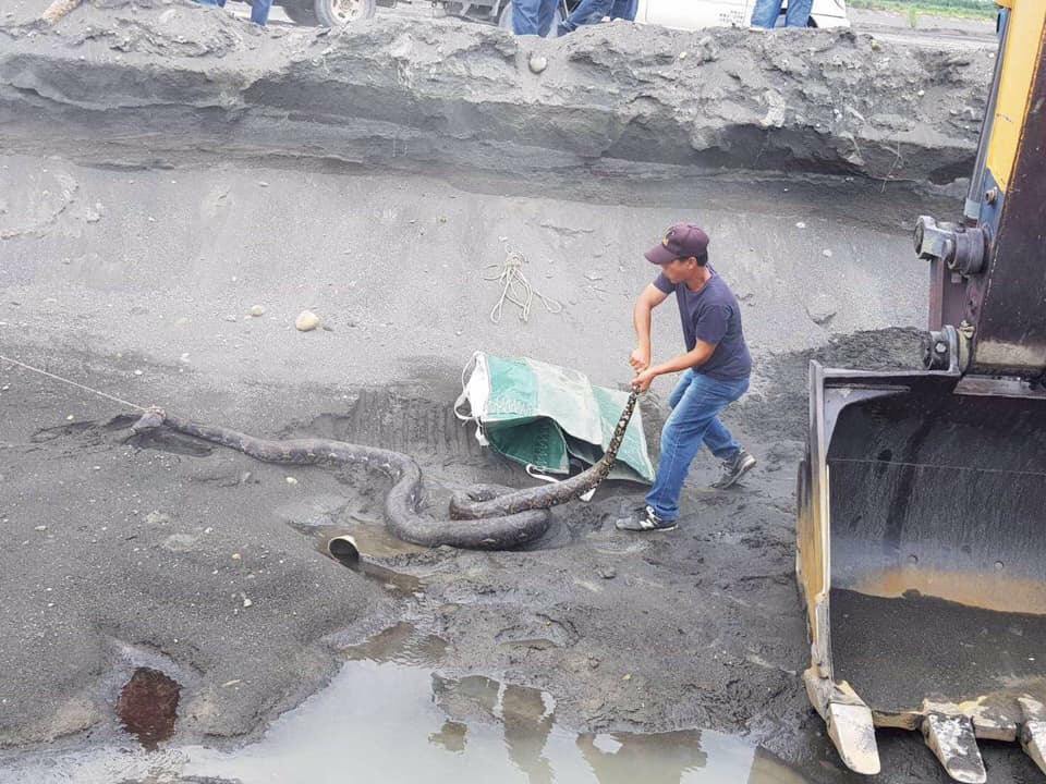 進行高屏溪清淤作業時意外發現一條長達約4米的巨蟒。 翻攝/爆廢公社