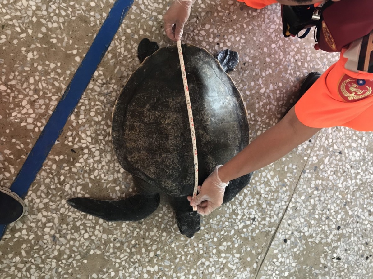 漁民誤捕到一隻保育類海龜，並主動通報海巡人員協助處理。 第十三岸巡隊/提供