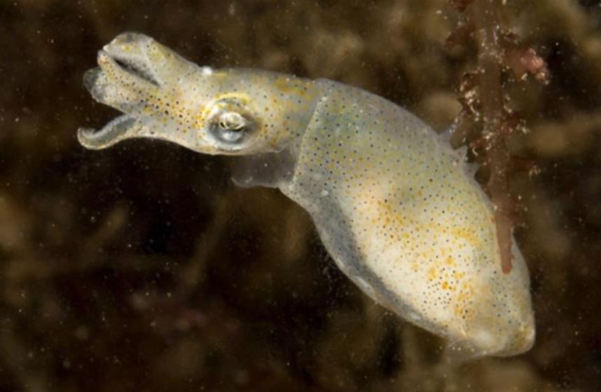 台江國家公園保育研究調查發現微鰭烏賊科之台灣新紀錄種。 台江管理處/提供