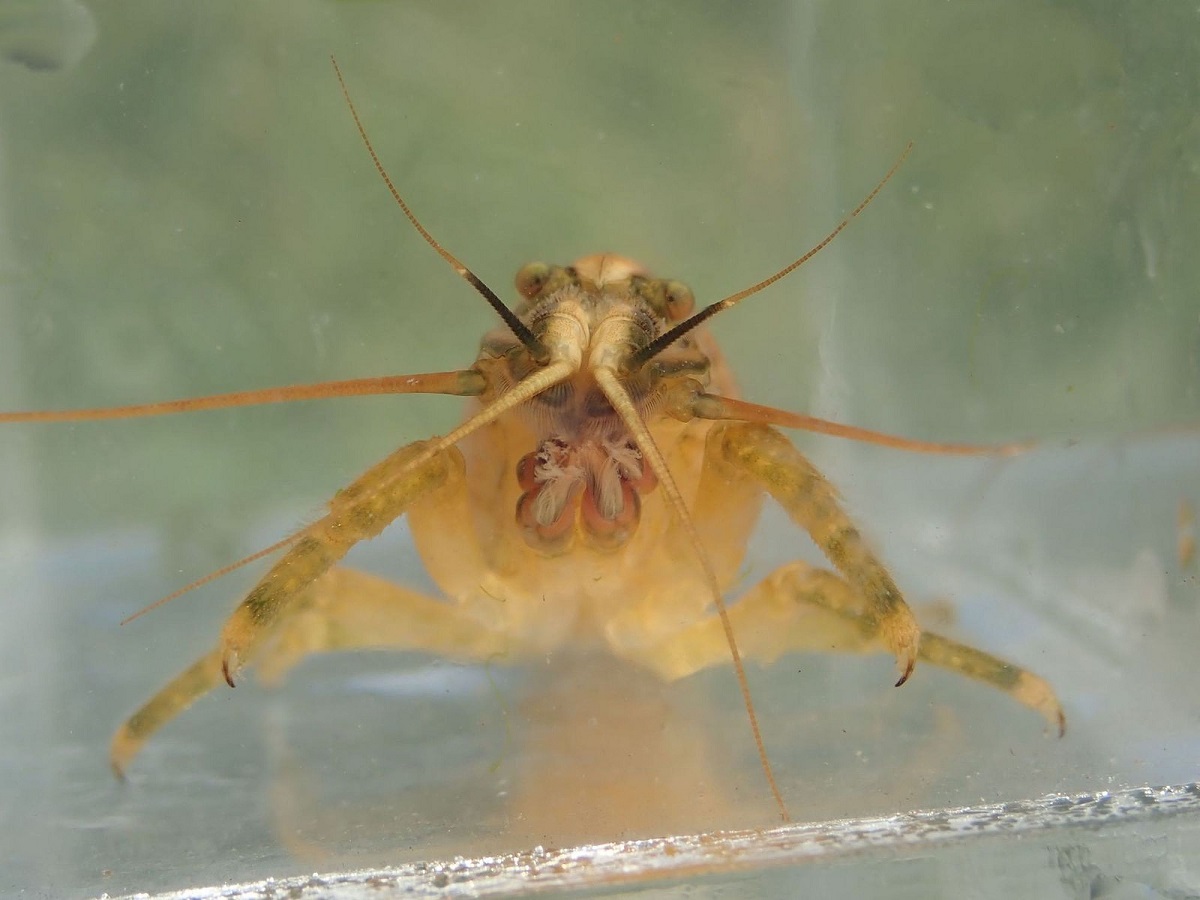 生活在洄游性生態的網球蝦，是水族市場的寵兒。 洄瀾風生態有限公司/提供