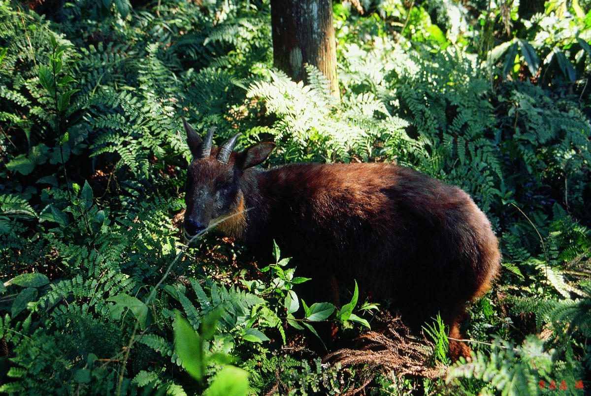 玉山國家公園在2月將實施「靜山」，讓野生動物可以在不被人類打擾下過日子。 圖為長鬃山羊 玉管處/提供(李嘉鑫/攝) 