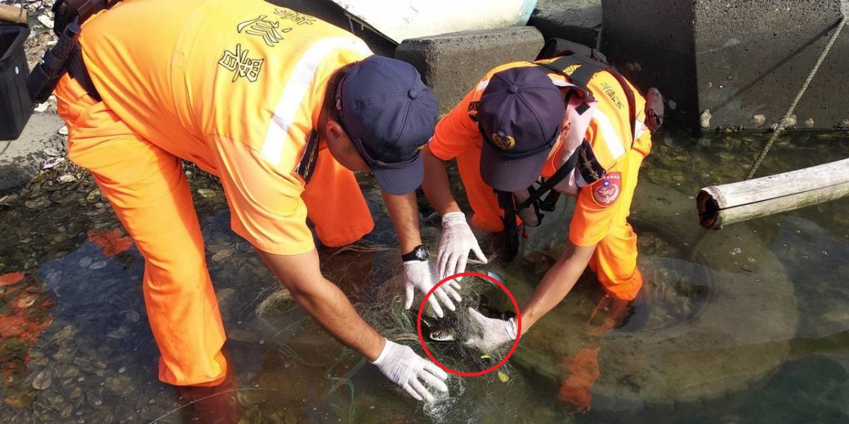 一隻體長僅20公分的小海龜遭廢棄漁網纏住身體,海巡人員幫忙脫困。 第十一岸巡隊/提供