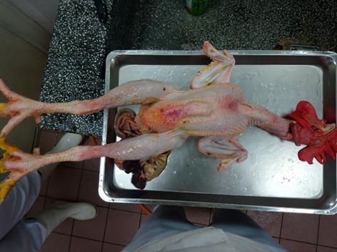 感染H5N2禽流感的雞隻流入台北市家禽批發市場。 台北市動保處/提供