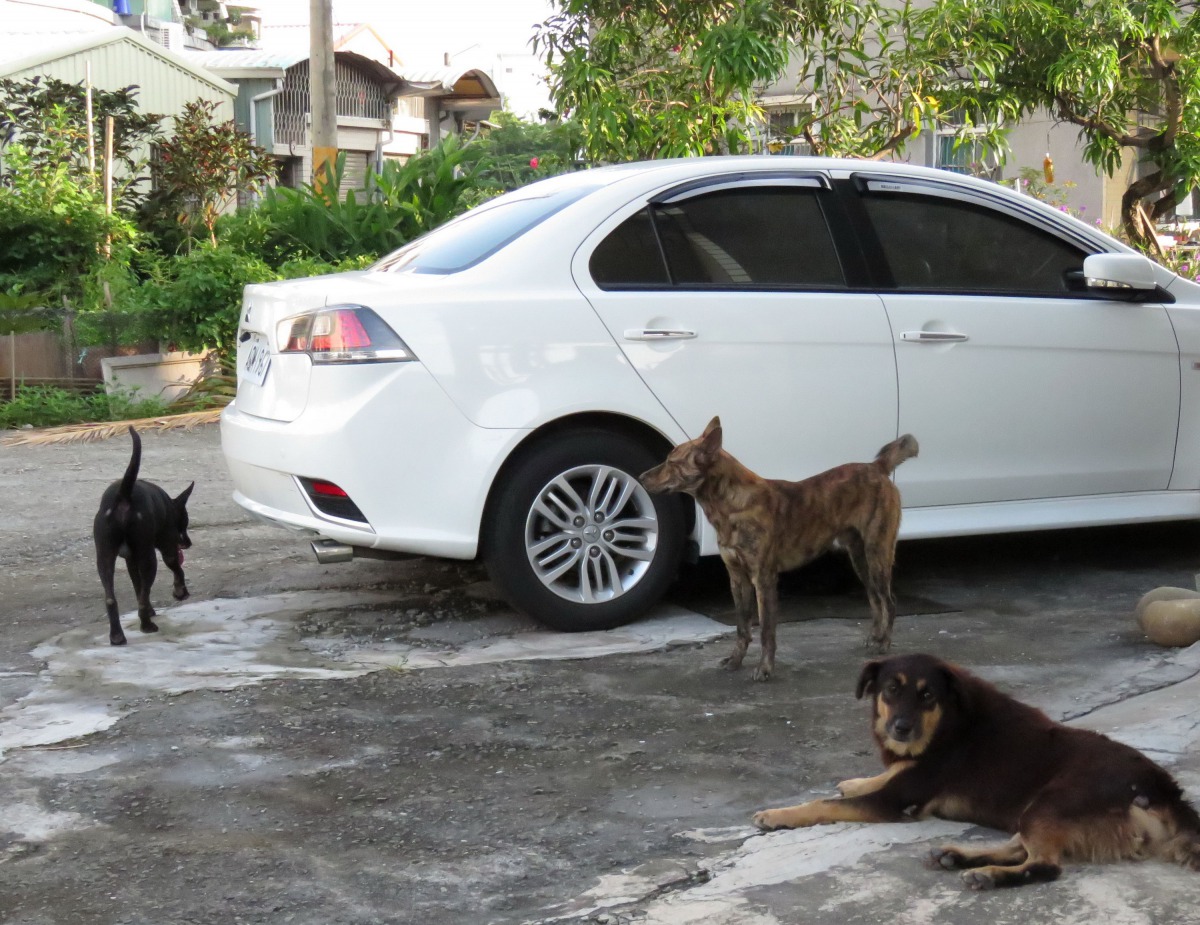 針對彰化流浪犬數量過多的問題，縣府提高解決方案。 流浪犬示意圖 資料照片
