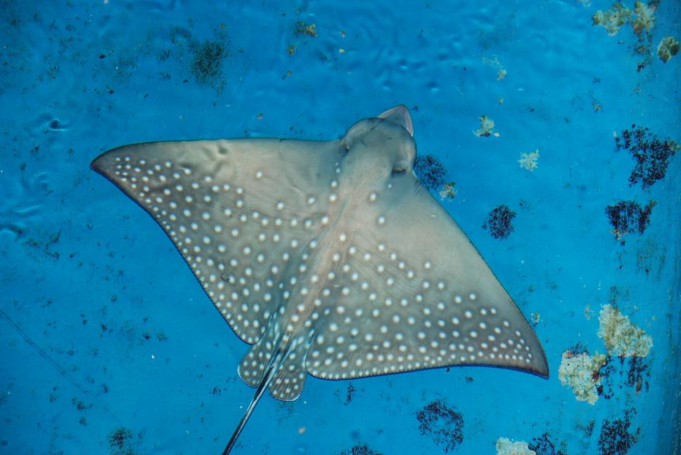 屏東海生館今年成功復育眼斑鴨嘴燕魟。 屏東海生館/提供
