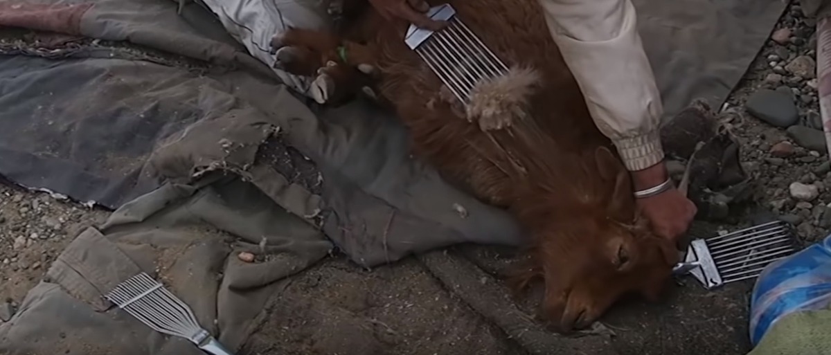 標榜極具保暖效果的喀什米爾羊絨，卻被拍到誓死慘忍的手法取毛。　亞洲善待動物組織/提供