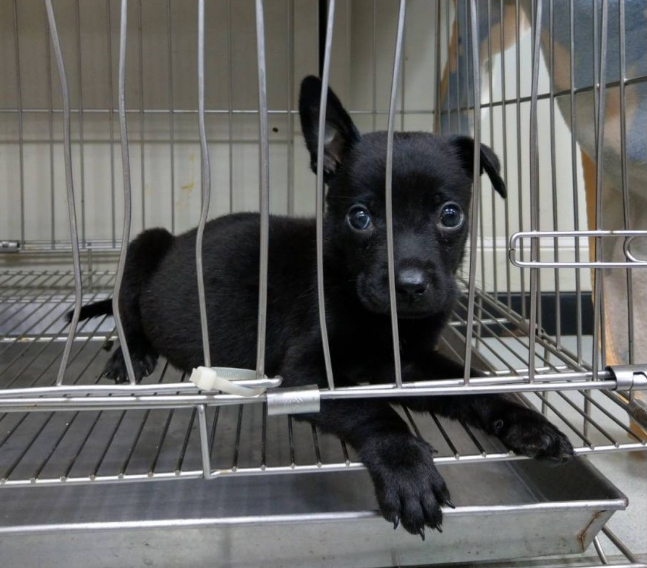 幼齡犬貓最容易被民眾認養，但卻因為年齡過小還不適合絕育。 新北市動保處/提供