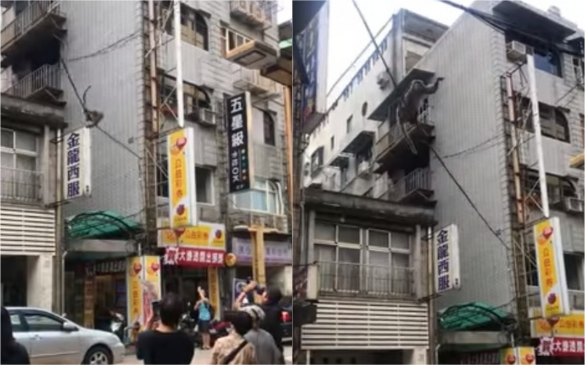 1隻野生台灣獼猴在基隆市區亂竄,引起附近居民關注。 取自/爆料公社