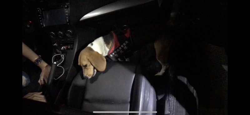 緝毒犬「CHOCO」首次出勤就順利在嫌犯車內查獲毒品。 台中市警察局/提供