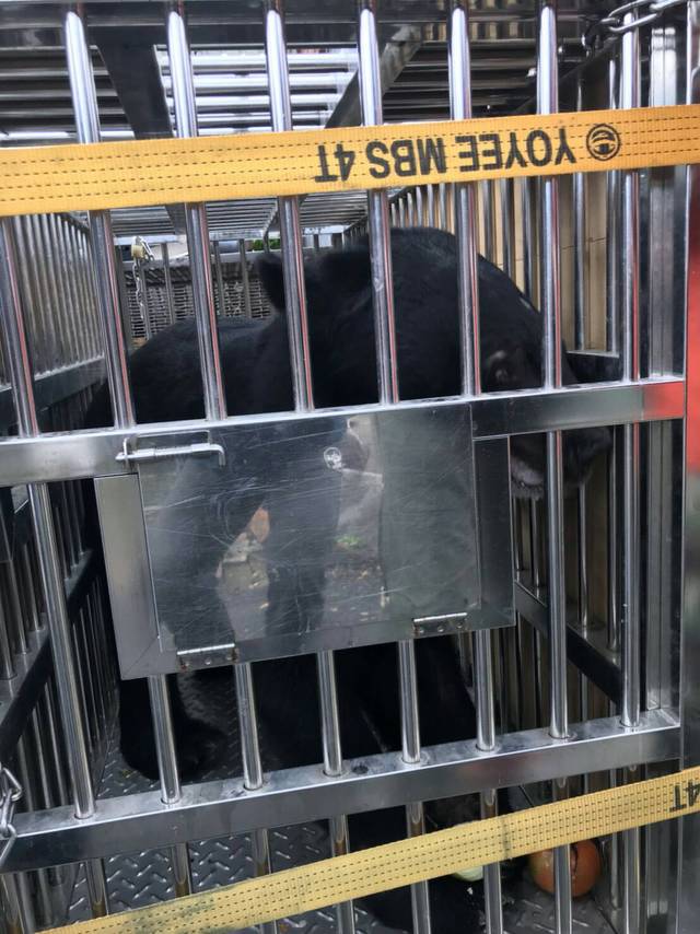 私人飼養的台灣黑熊「平平」1日移送高雄壽山動物園安置。 屏東縣政府/提供