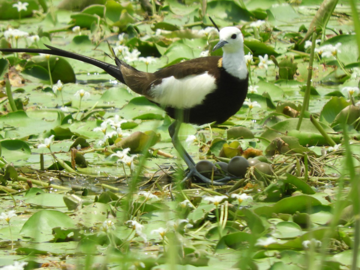 高雄洲仔濕地水雉順利產蛋,可望豐富當地水雉族群。 施建州/提供